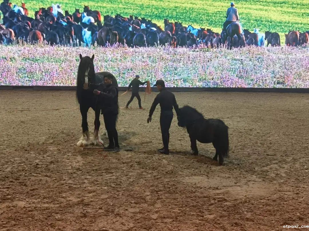 赏汗血宝马、硅化木，全国百家企业考察团成员陆续抵达乌市