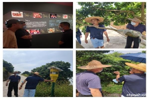 “荔枝王后”仙进奉通过“中国betway必威西汉”现场评审